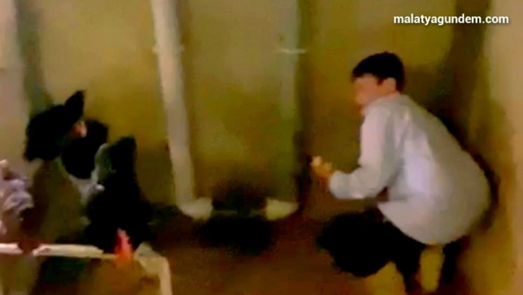 Yumurtaları toplamak isterken horozun saldırısına uğradı