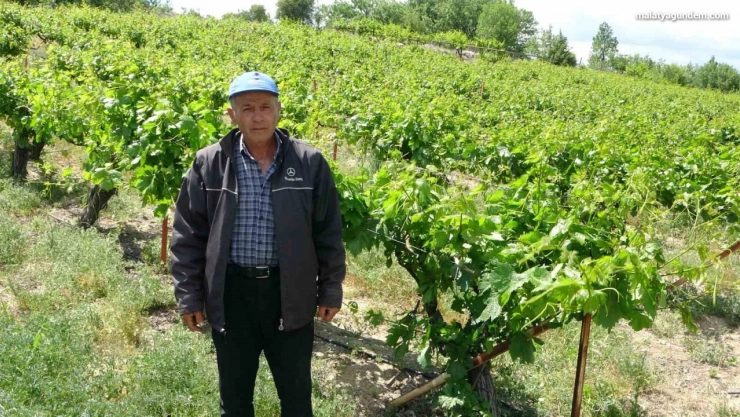 Zirai donun vurduğu tescilli 'köhnü' üzümünde umutlar yapraklarda