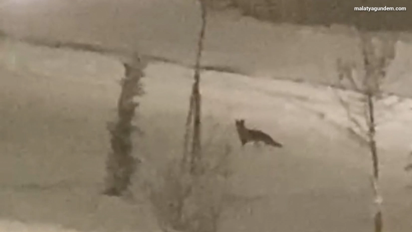 Aç kalan tilki şehir merkezine indi