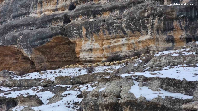 Bin 600 rakımda sürülerin yolculuğu