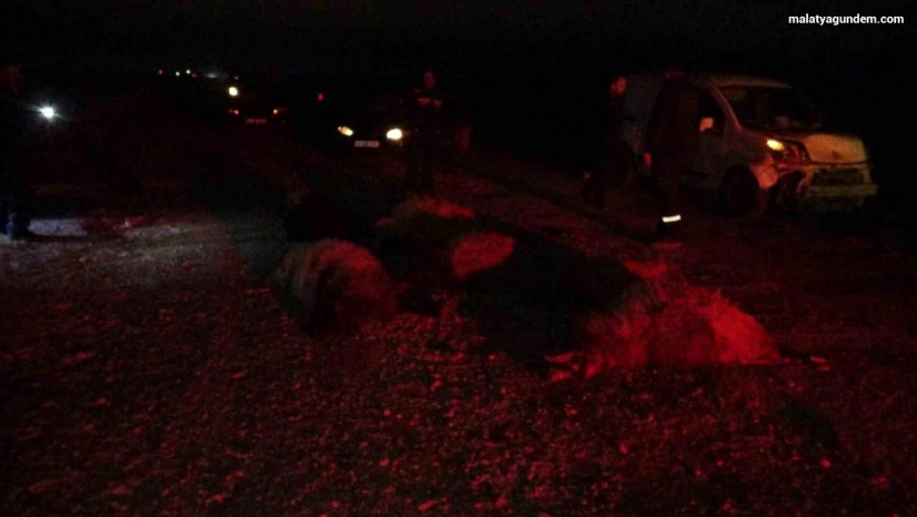 Hafif ticari araç sürüye daldı, 10'dan fazla koyun telef oldu