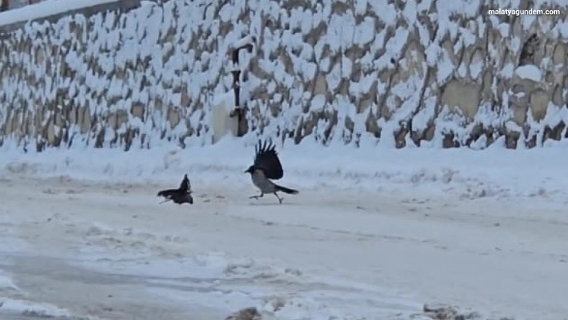 İlçe beyaza büründü, aç kalan kargalar sokaklara indi