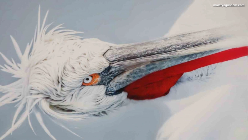 'Kuşların Dünyası' sergisi yoğun ilgi gördü