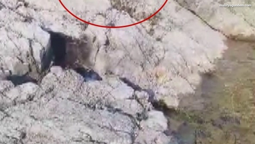 Malatya'da amatör balıkçı ile kedi arasındaki diyalog gülümsetti