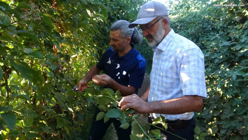 Üzümsü meyvelerin üretimi yaygınlaşıyor