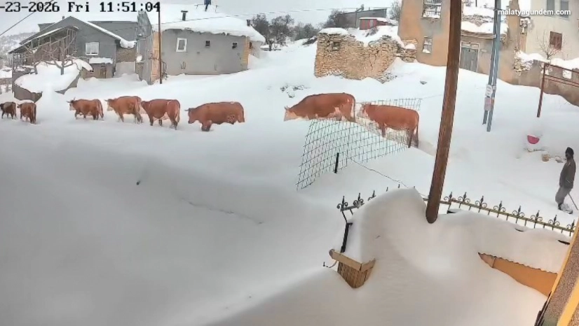 Malatya'da büyükbaş hayvanların karla mücadelesi görüntülendi