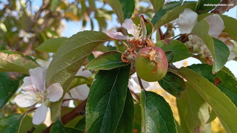 Malatya'da elma ağacı çiçek açıp meyve verdi