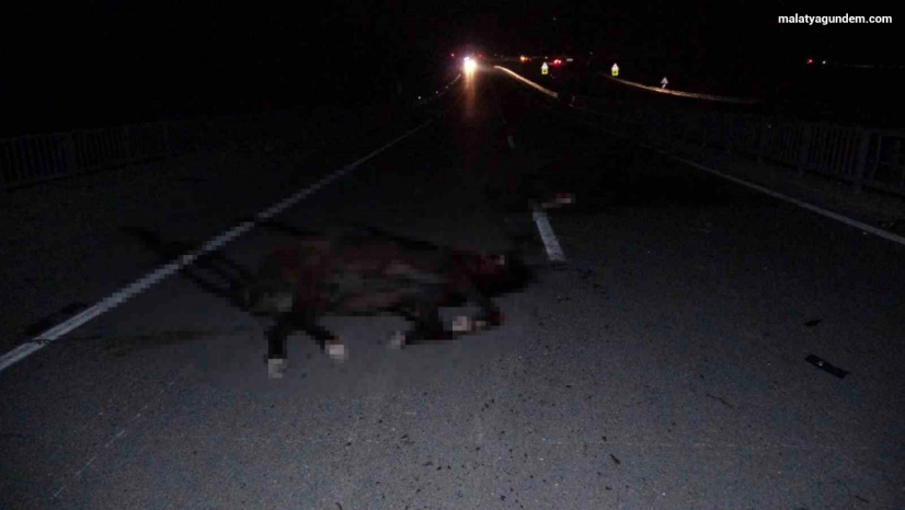 Milyonluk yarış atları karayolunda telef oldu