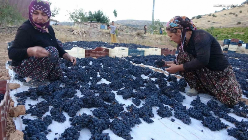 Kilosu 500 TL'den alıcı bulan kuru üzüm yüz güldürüyor