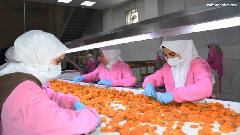 Malatya'da kuru kayısıda 11 ayda 275 milyon dolar gelir elde edildi