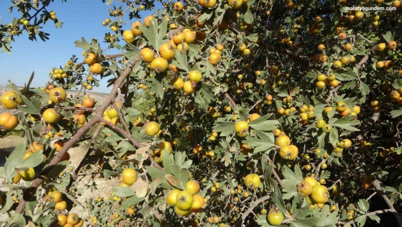 Şifa deposu alıçta hasat zamanı