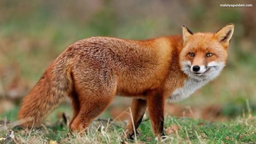 Malatya'da yaban hayvanları havadan aşılanacak