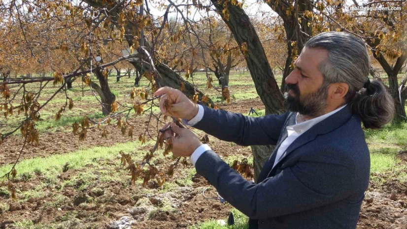 Zirai dondan etkilenen ağaçlar için uzmanlardan önemli uyarı