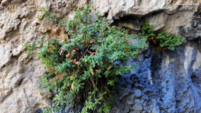 Malatya'ya özgü endemik bitki, sarı kantarondan daha etkili bulundu