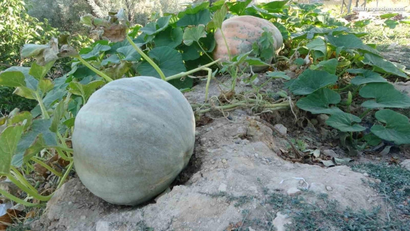 Zirai donun vurduğu Malatya'da bal kabağında yüksek verim