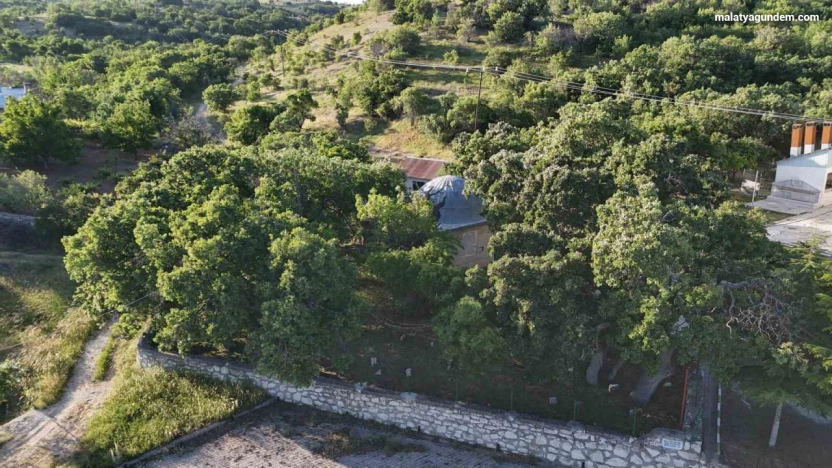 800 yıllık 'Menengiç ağacı' zamana direniyor