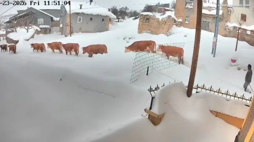 Malatya'da büyükbaş hayvanların karla mücadelesi görüntülendi