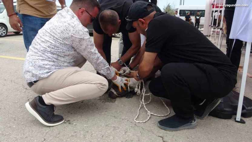 Etkinlikte pitbull dehşeti: Bir kadın yaralandı