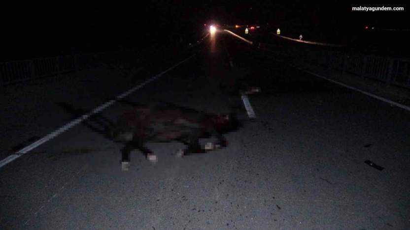 Milyonluk yarış atları karayolunda telef oldu