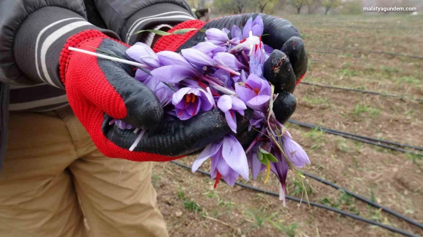 Gramı 600 TL olan safran yok satıyor