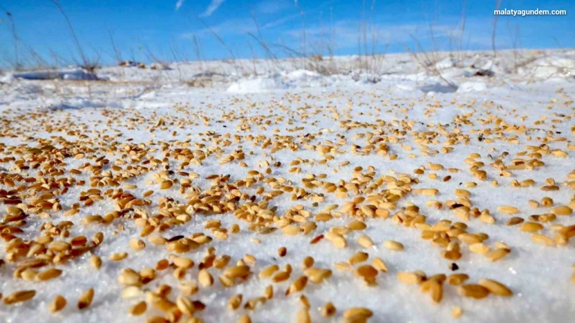 Malatya Darende'de yaban hayvanları için doğaya yem bırakıldı