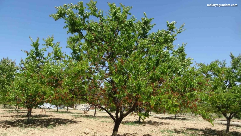 MTB Başkanı Özcan: 'Zirai don desteği yakında üreticiye ulaştırılacak'