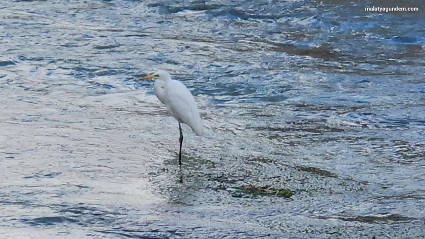 Tohma Çayı'nı mesken tutan balıkçıl kuşu ilgi görüyor