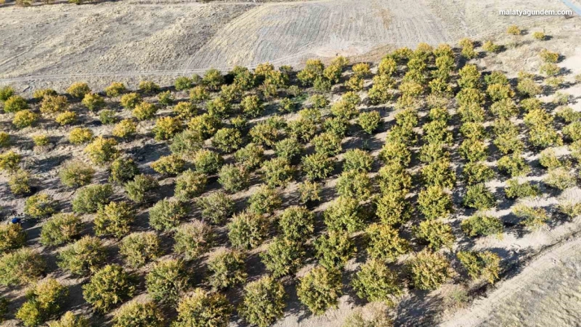 Zirai dondan etkilenen kayısı ağaçları gelecek yıl için umut veriyor