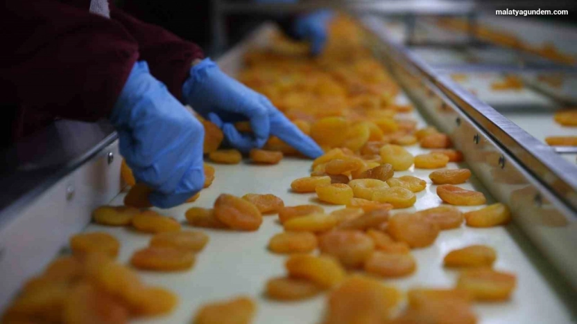 Zirai donun vurduğu coğrafi işaretli Malatya kayısısında hedef 300 milyon dolar gelir