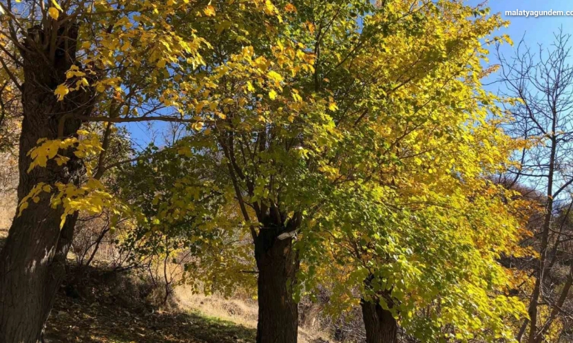 Arapgir'de sonbahar doğal güzelliğiyle görenleri hayran bıraktırıyor
