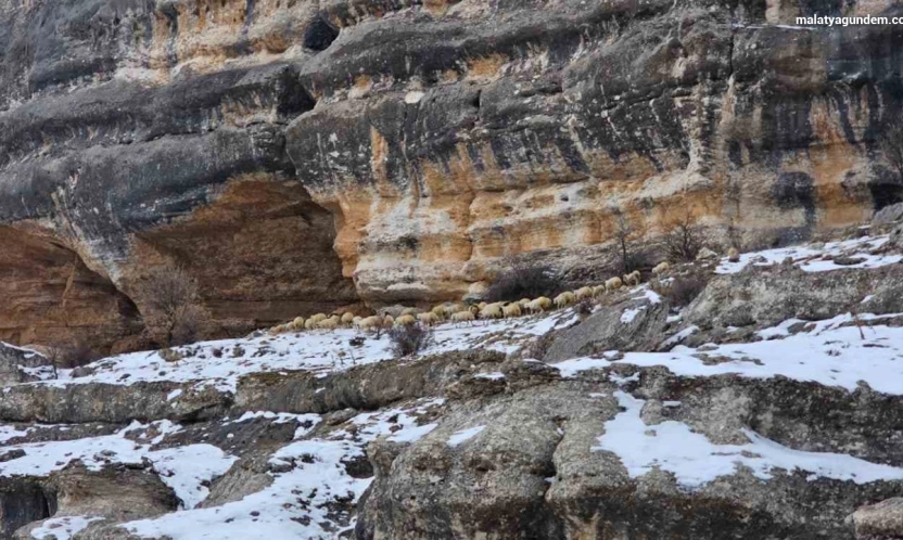 Bin 600 rakımda sürülerin yolculuğu kamerada