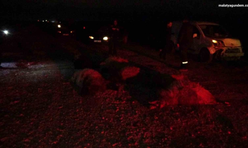 Hafif ticari araç sürüye daldı, 10'dan fazla koyun telef oldu
