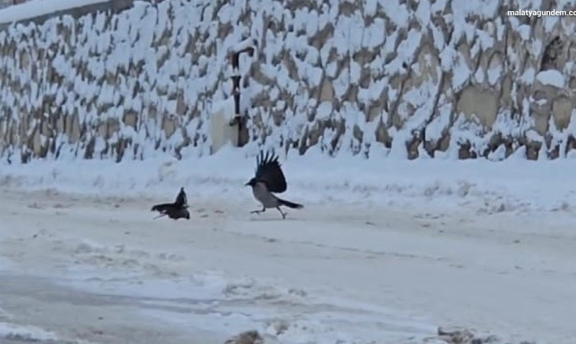 İlçe beyaza büründü, aç kalan kargalar sokaklara indi