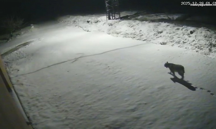 Malatya'da 'vaşak görüntülendi