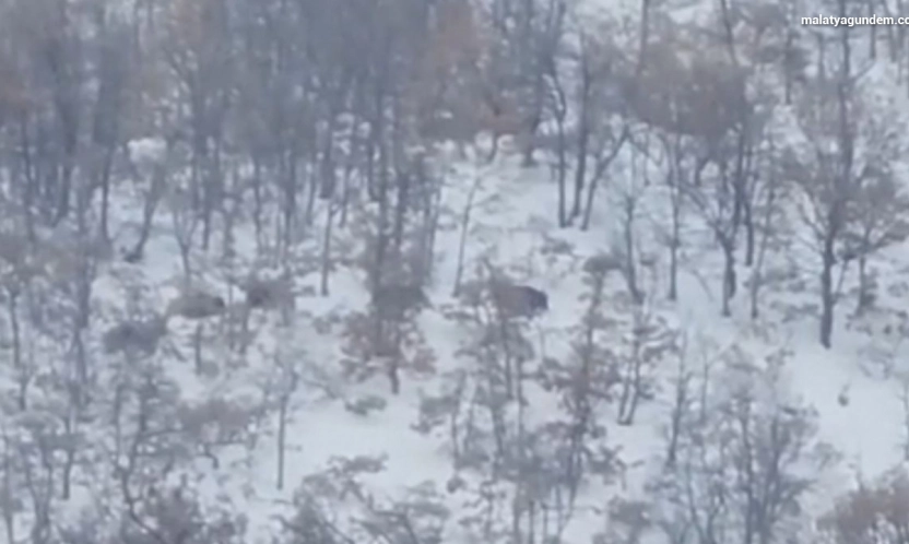 Malatya'da aç kalan domuz ve kurtlar, yerleşim yerlerine indi