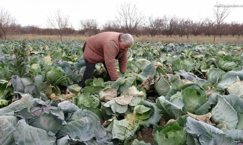 Malatya'da çiftçiler alternatif ürünlerle zararlarını telefi ediyor