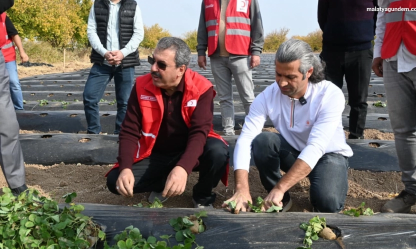Malatya'da çilek yetiştiriciliğinde hibe destekli proje başladı