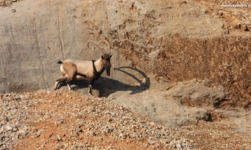 Malatya'da dağ keçileri görüntülendi