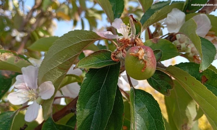 Malatya'da elma ağacı çiçek açıp meyve verdi