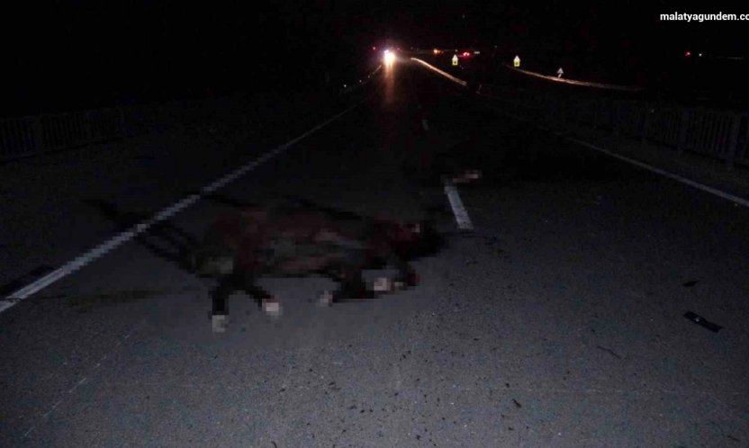 Malatya'da feci olay: Milyonluk taylar karayolunda telef oldu