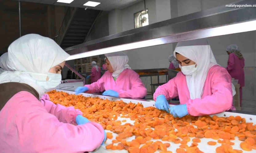 Malatya'da kuru kayısıda 11 ayda 275 milyon dolar gelir elde edildi