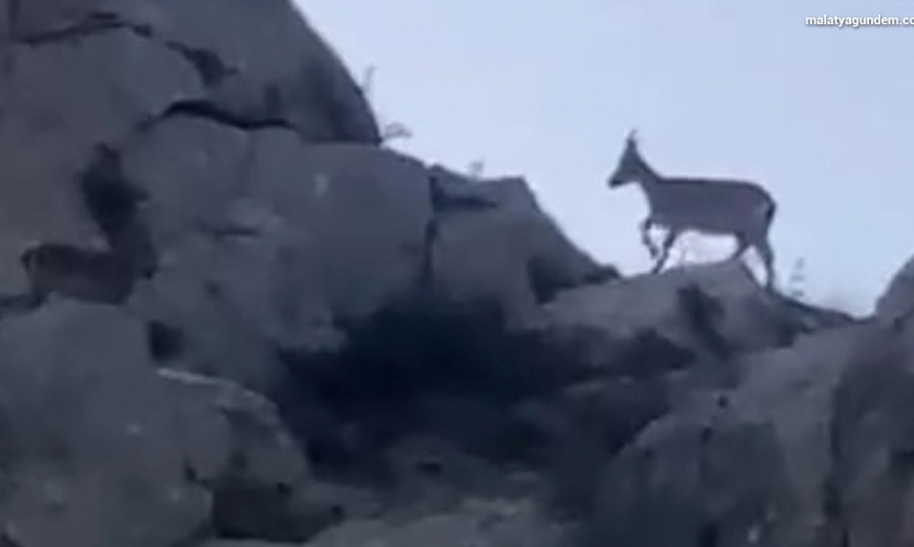 Malatya'da yaban keçileri görüntülendi