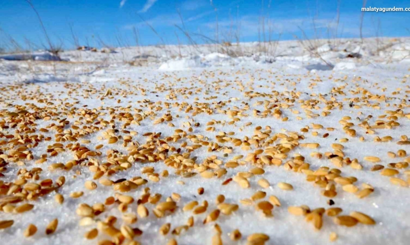 Malatya Darende'de yaban hayvanları için doğaya yem bırakıldı