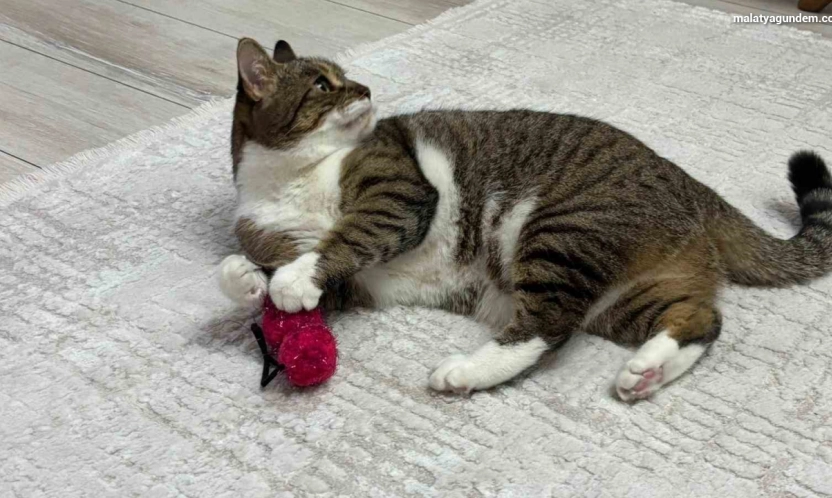 Uzmandan evcil hayvanlarda aşı uyarısı