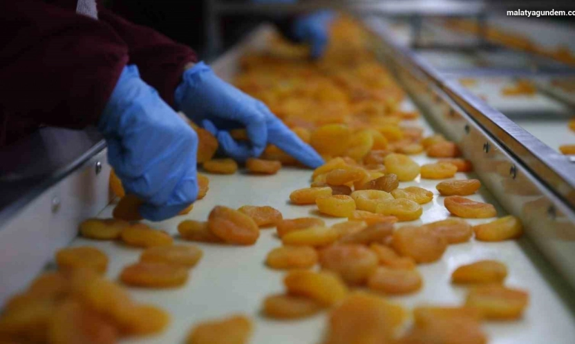 Zirai donun vurduğu coğrafi işaretli Malatya kayısısında hedef 300 milyon dolar gelir